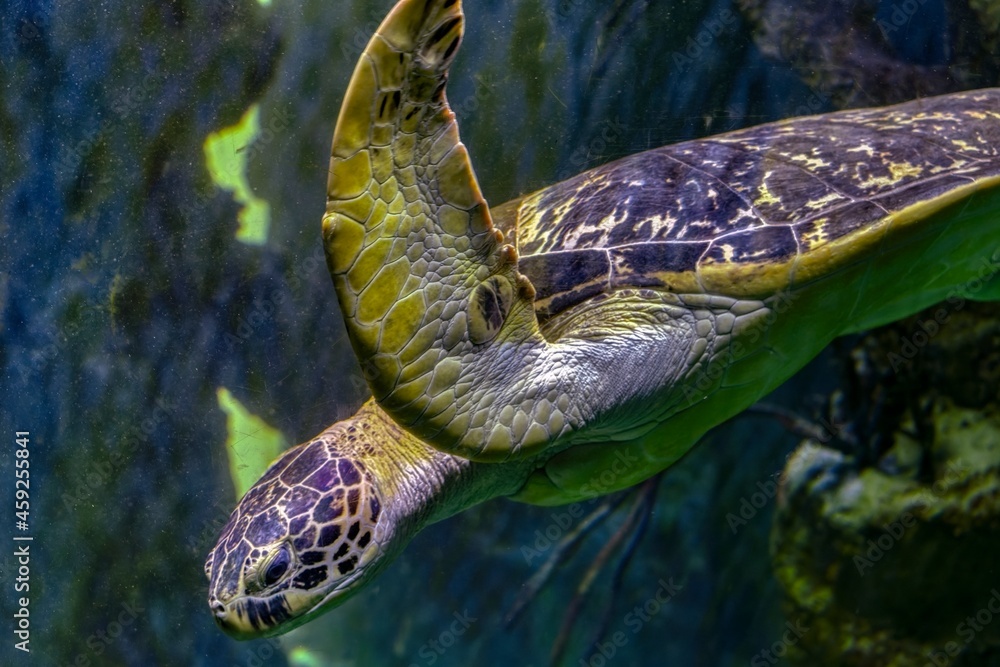 Canvas Prints turtle in the water