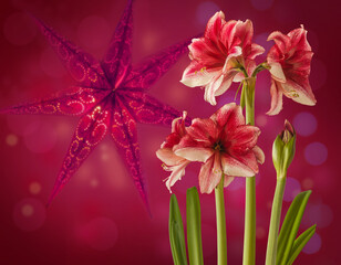 Dark purple Hippeastrum (amaryllis) 