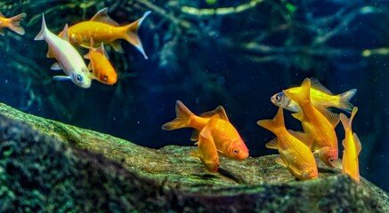aquarium with fishes