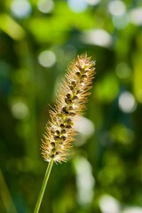 Meadow knotweed (BOT: Bistort, German: Wiesenknoeterich)