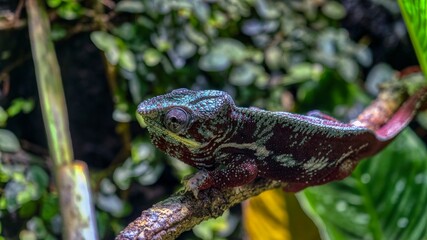 Chameleon on a branch