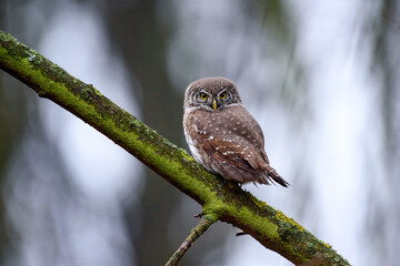 Beautiful small bird in forest. Eurasian pygmy owl (Glaucidium passerinum)