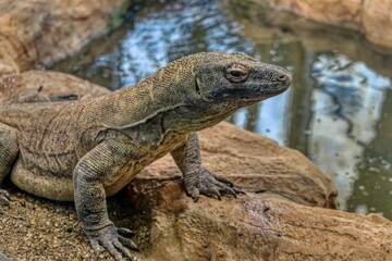 Monitor Lizard