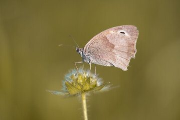 Schmetterling / Edelfalter