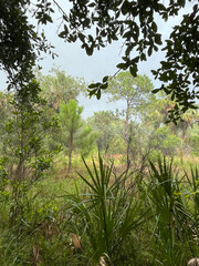 Rain falling on unpaved path in Florida park
