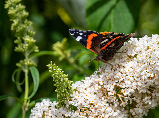 Red Admiral Butterfly on a white buddleia flower