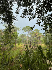 Obraz na płótnie Canvas Rain falling on unpaved path in Florida park