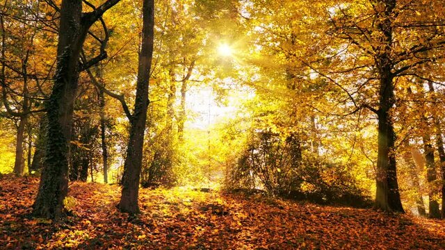 Beautiful forest or park in fall, with leaves falling down in slow motion, the autumn sun shining through the foliage and illuminating the scene in warm gold tones