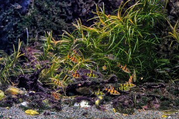 Fish in Aquarium