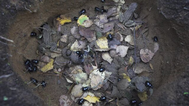 These bugs and toads are trapped in a deadly trap. The dorbeetles fell into a man-made hole in the sandy soil