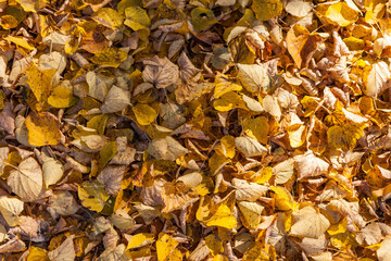 Autumn leaves in the sun. Autumn colors.