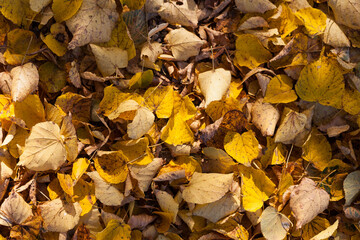Autumn leaves in the sun. Autumn colors.