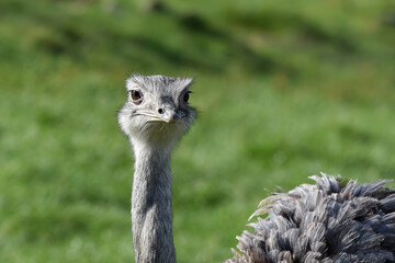 Emu