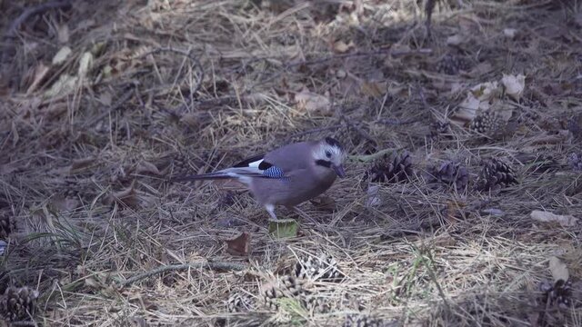 Jay turns over cones and pieces of bark in search of insects. This appetitive behavior is forerunner of reasonable actions, despite instinctiveness. Caucasian Jay (Garrulus glandarius krynicki)