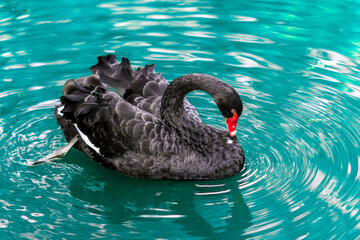 black swan. swan swim in turquoise tone color water. Alone black swan