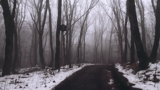 Scotch mist, thick fog hung over muddy forest road and wet snow-covered trees of old forest.