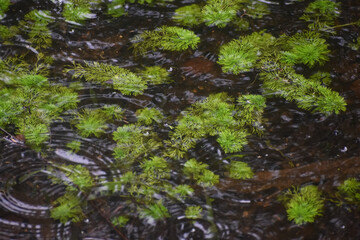 Rain falling in a swamp pond