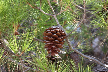 Pine branch with needles and old cones