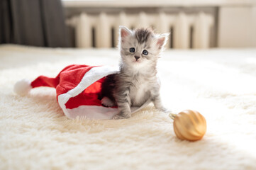 Fototapeta na wymiar Gray kitten playing with Christmas hat and golden xmas ball