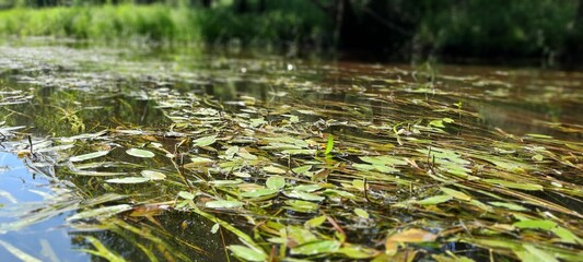 river on a summer sunny day
