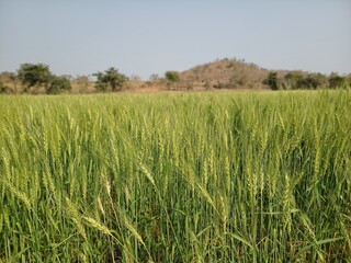 green wheat field