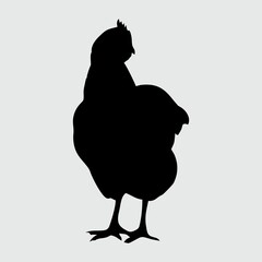 Chicken Silhouette, Chicken Isolated On White Background