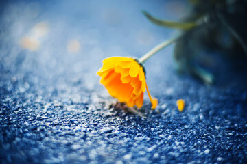 A delicate beautiful calendula flower with yellow petals bent over the asphalt, dropping petals. ...