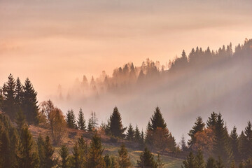 The smoke from the fires envelops the entire forest. Ecology problems. Ecosystem fires