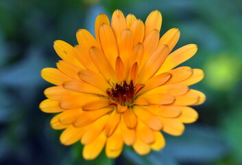 Nahaufnahme einer Ringelblumenblüte