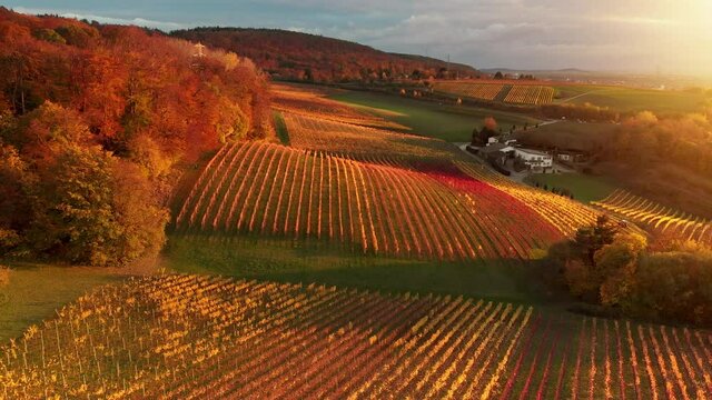 Vineyard hills from above illuminated by gorgeous warm sunlight, autumn colors, rows of grapevine, agriculture and landscape aerial footage 