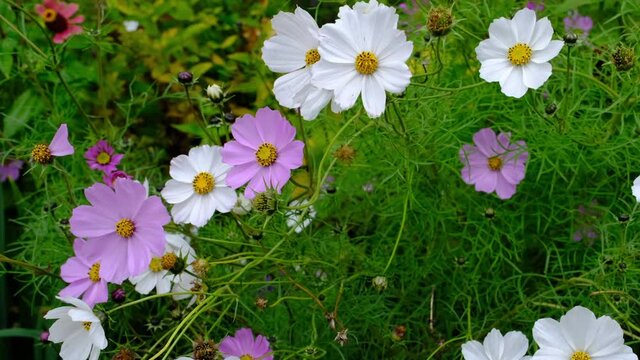 White and pink kosmeya cosmos flowers in autumn with falling petals