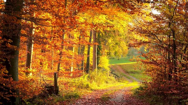 Moving along an idyllic path in autumn, out of the forest onto a meadow landscape with magical evening sunlight, a rural scenery with gorgeous colorful vegetation