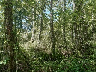 Bosque espeso en Galicia
