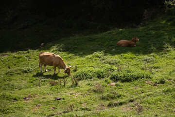 Green Mountain landscape with grazing cow, Catalonia, Pyrenees, Spain