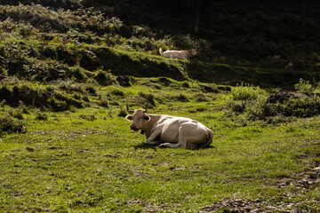 White cow laying on the green grass in the mountains, Catalonia, Pyrenees, Spain