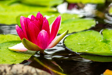 Seerosen im Teich  © Sina Ettmer
