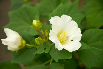 白い・芙蓉・花・つぼみ・蕾・マクロ