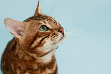 Funny Spotted Bengal kitten with beautiful big green eyes. Lovely fluffy cat. Free space for text. © KDdesignphoto