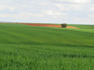 landscape field of green cereal nature beautiful castile Spain © Malomalot