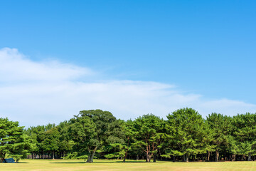 Obraz premium 公園 広場 青空 木々 芝生 