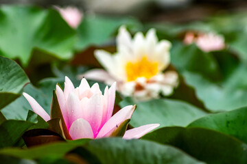 Seerosen im Teich  © Sina Ettmer