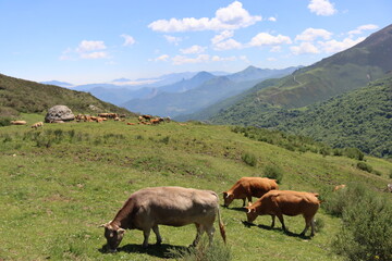 Fototapeta premium beautiful animals of different type variety nature example of life