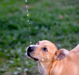 dog drinking water , falling waterdrops, refreshing .thirsty dog in summer