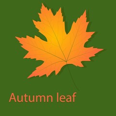 autumn maple leaves
