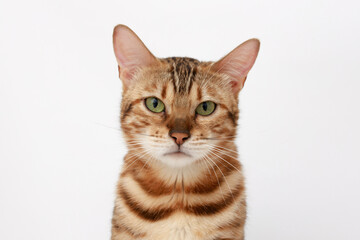 Funny Spotted Bengal kitten with beautiful big green eyes. Lovely fluffy cat. Free space for text.