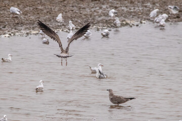 seagulls in flight