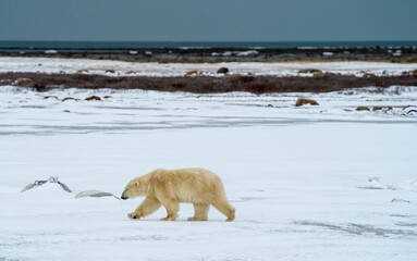 Obraz na płótnie Canvas Polar bear waiting on the shore of Hudson Bay, near Churchill, Manitoba, for the ice to form so he can hunt seals. 