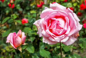 Rosa Rose 