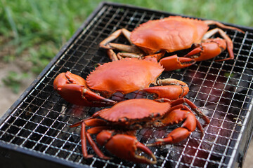 Grilled crabs on  picnic charcoal stove. Concept : Cooking for outdoor party. Thai enjoy having seafood barbeque when they have party or celebration. Camping at campfire.    