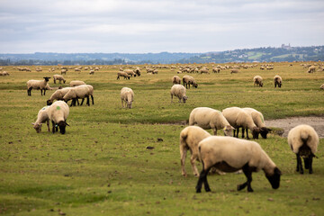 Naklejka na ściany i meble Sheeps on the field with cloud sky